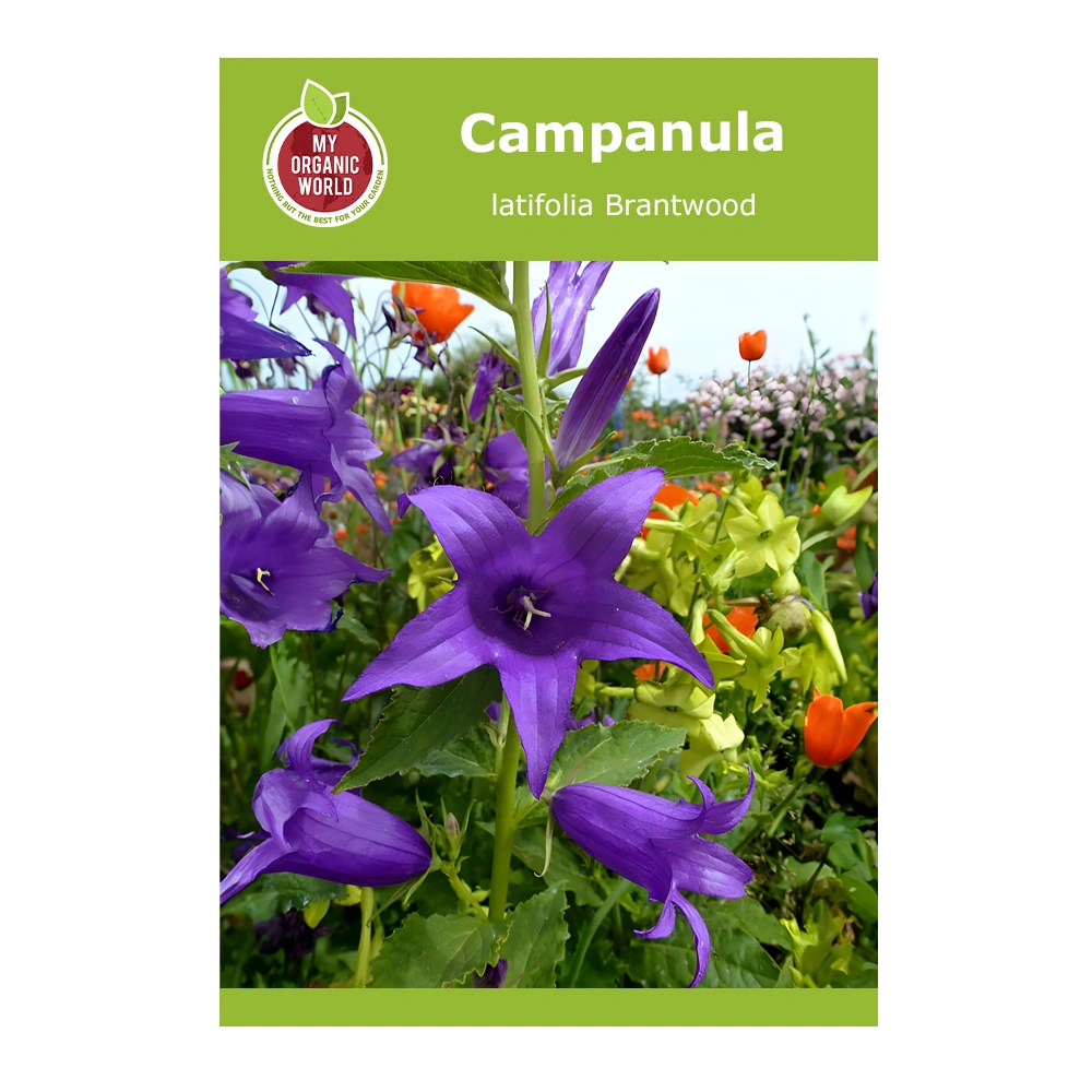 Campanula latifolia Brantwood 1 Campanula latifolia Brantwood