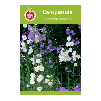 Campanula persicifolia Bells Mix