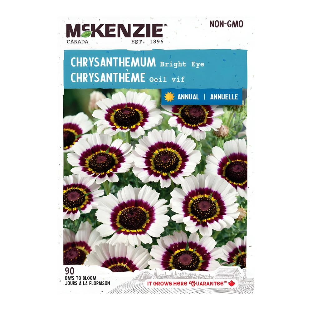 Chrysanthemum Bright Eye 1 Chrysanthemum Bright Eye