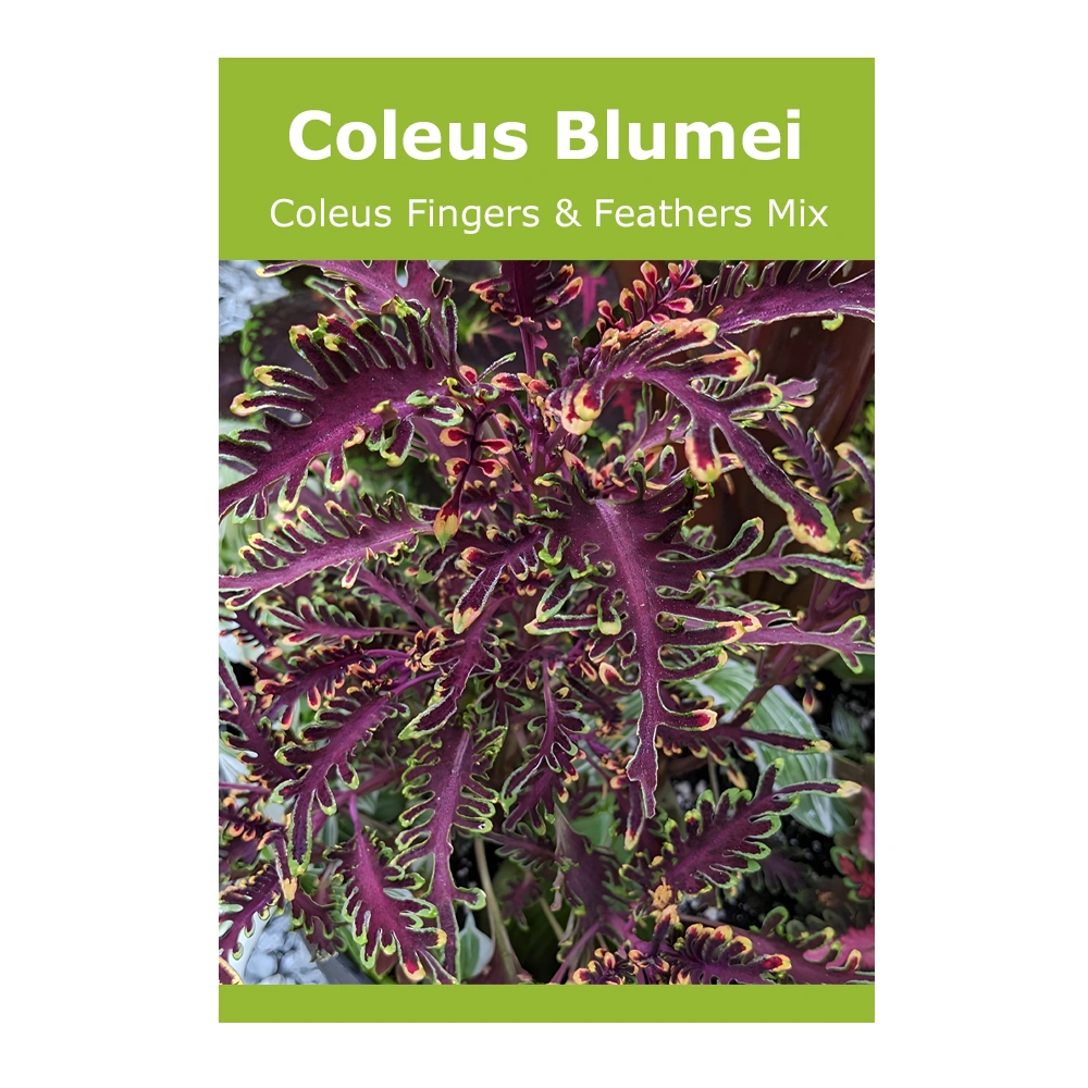Coleus Blumei (Coleus Fingers & Feathers Mix) 1 Coleus Blumei (Coleus Fingers & Feathers Mix)