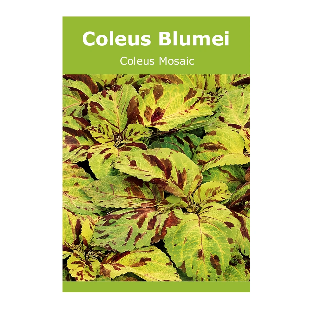 Coleus Blumei (Coleus Mosaic) 1 Coleus Blumei (Coleus Mosaic)