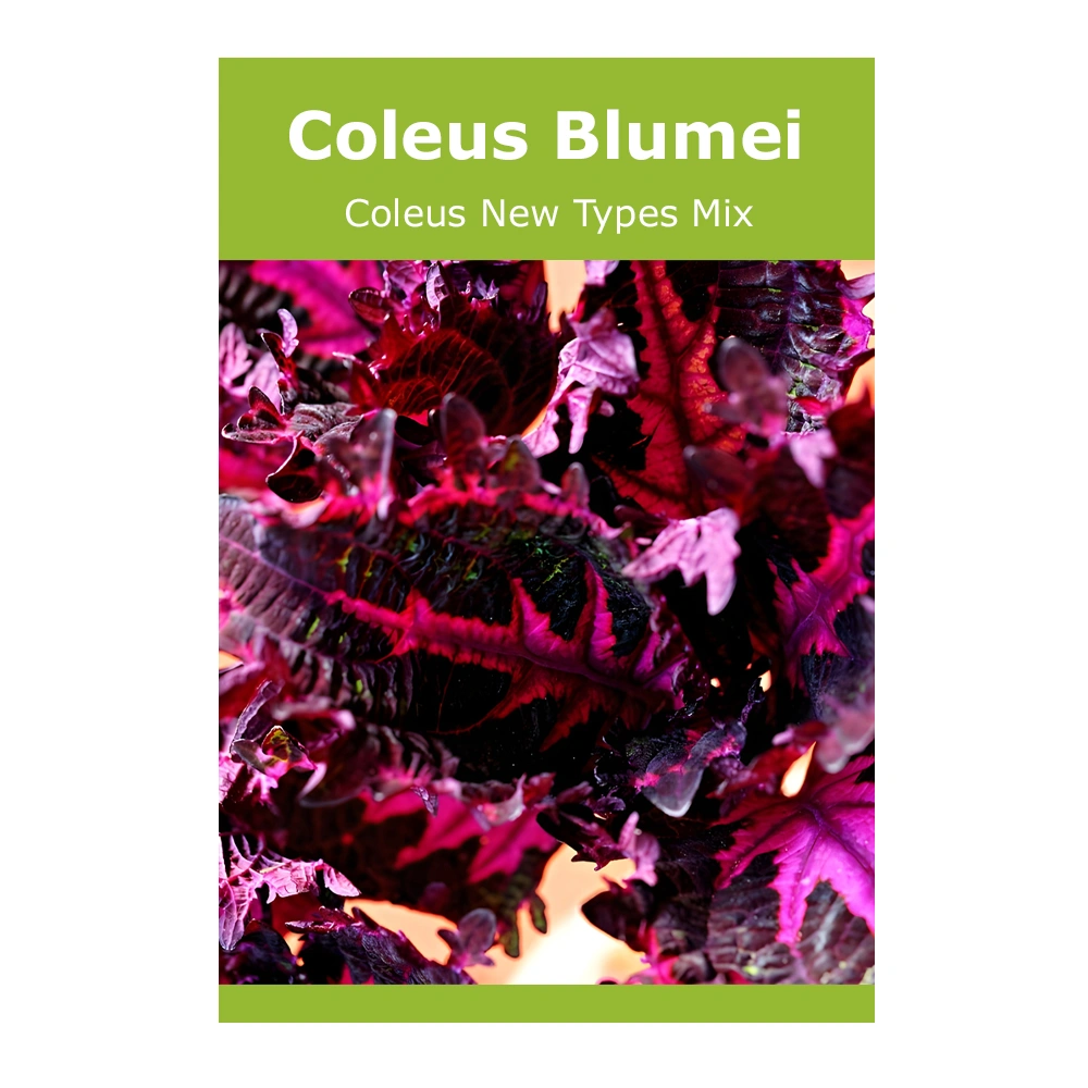 Coleus Blumei (Coleus New Types Mix)