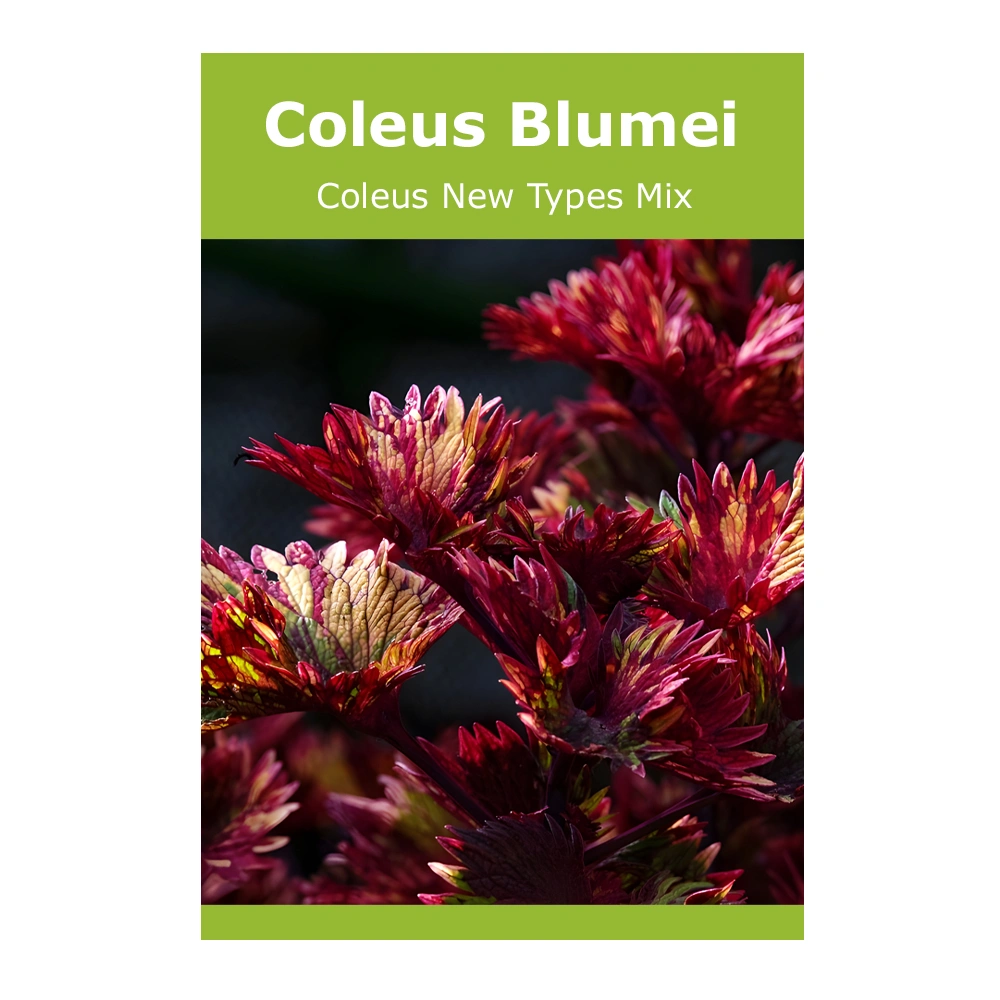 Coleus Blumei (Coleus New Types Mix)