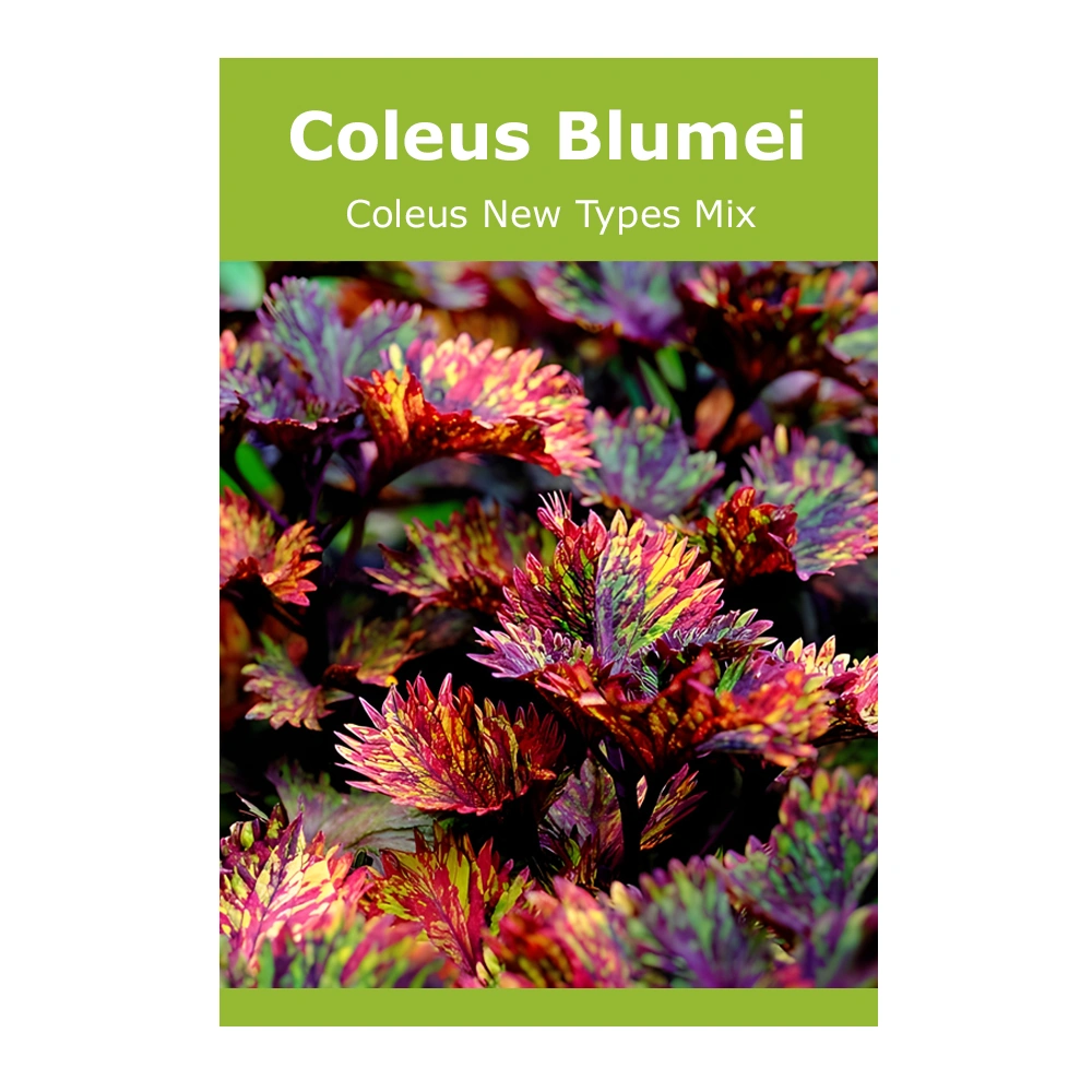 Coleus Blumei (Coleus New Types Mix)