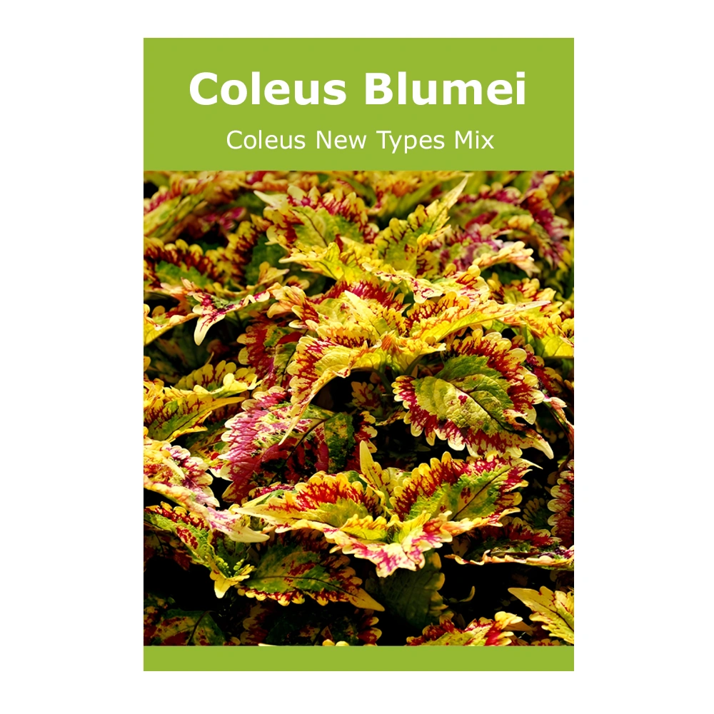 Coleus Blumei (Coleus New Types Mix)