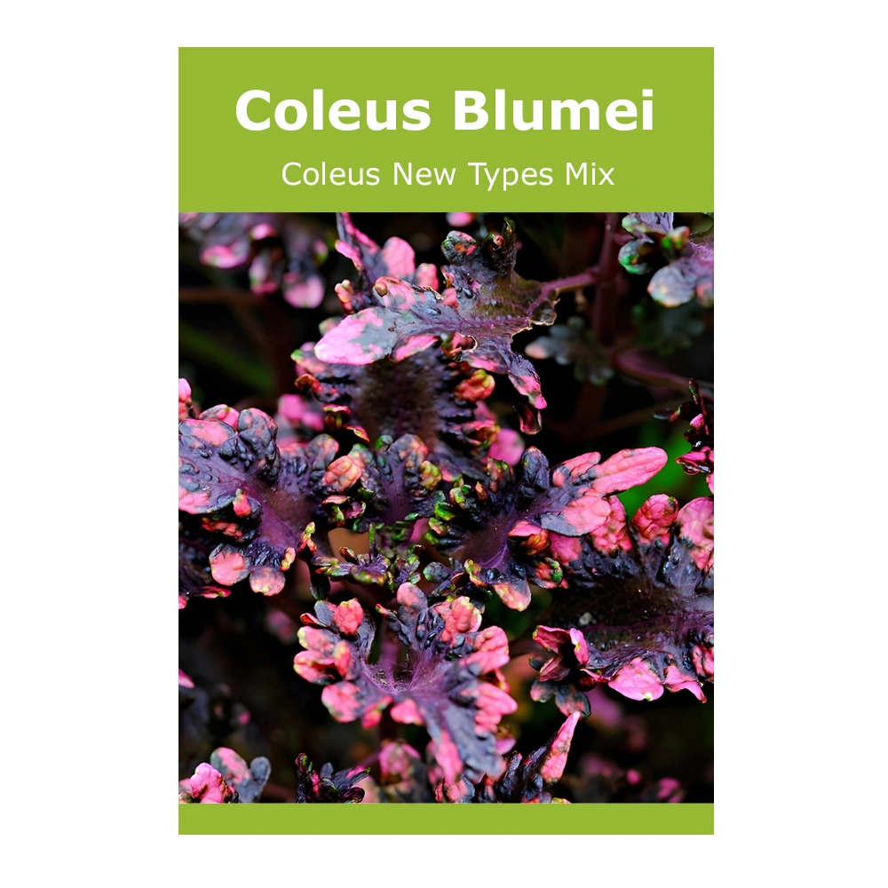 Coleus Blumei (Coleus New Types Mix)