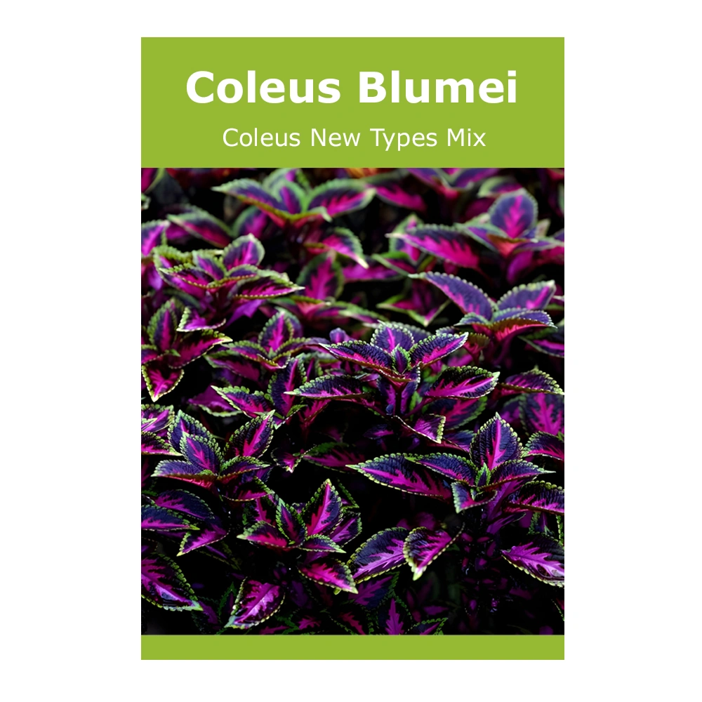 Coleus Blumei (Coleus New Types Mix) 1 Coleus Blumei (Coleus New Types Mix)