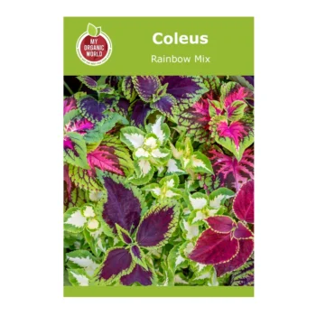Coleus Rainbow Mix