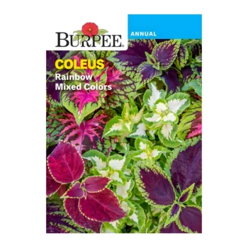 Coleus Rainbow Mixed Colors