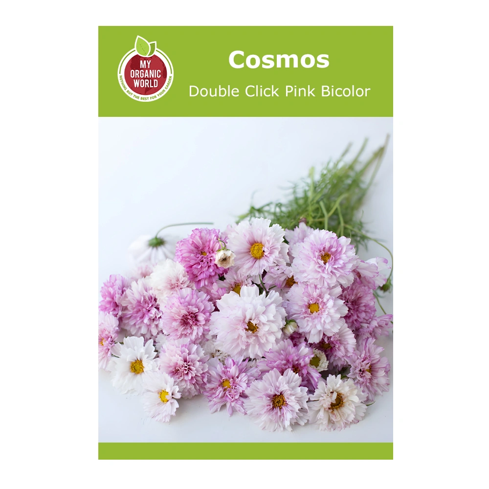 Cosmos Double Click Pink Bicolor