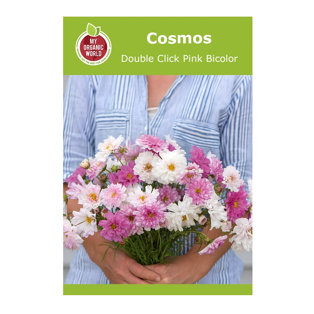 Cosmos Double Click Pink Bicolor