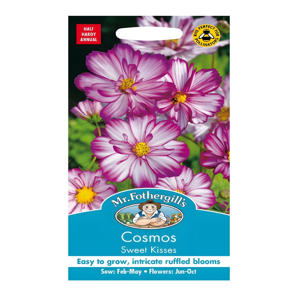 Cosmos Sweet Kisses 1 Cosmos Sweet Kisses