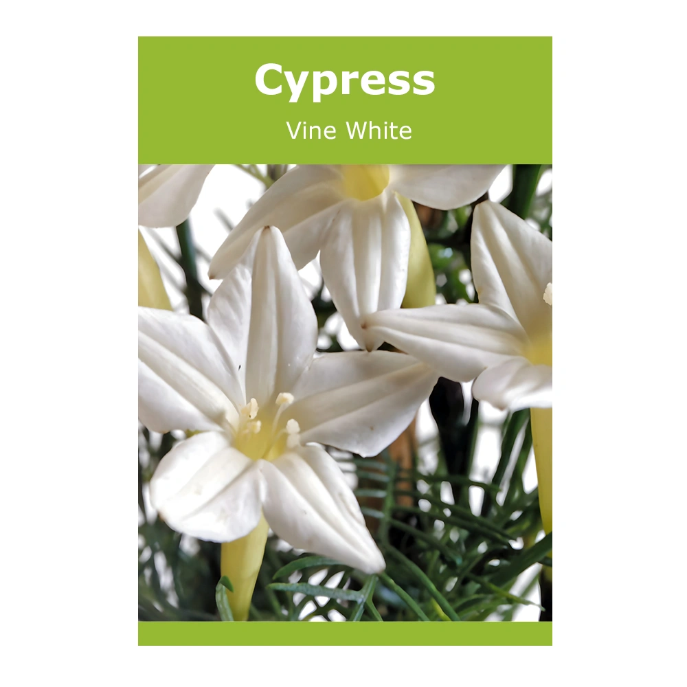 Cypress Vine White