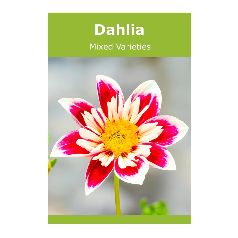 Dahlia Mixed Varieties 1 Dahlia Mixed Varieties