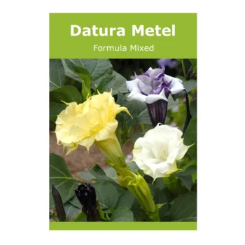 Datura Metel (Ballerina) Formula Mixed