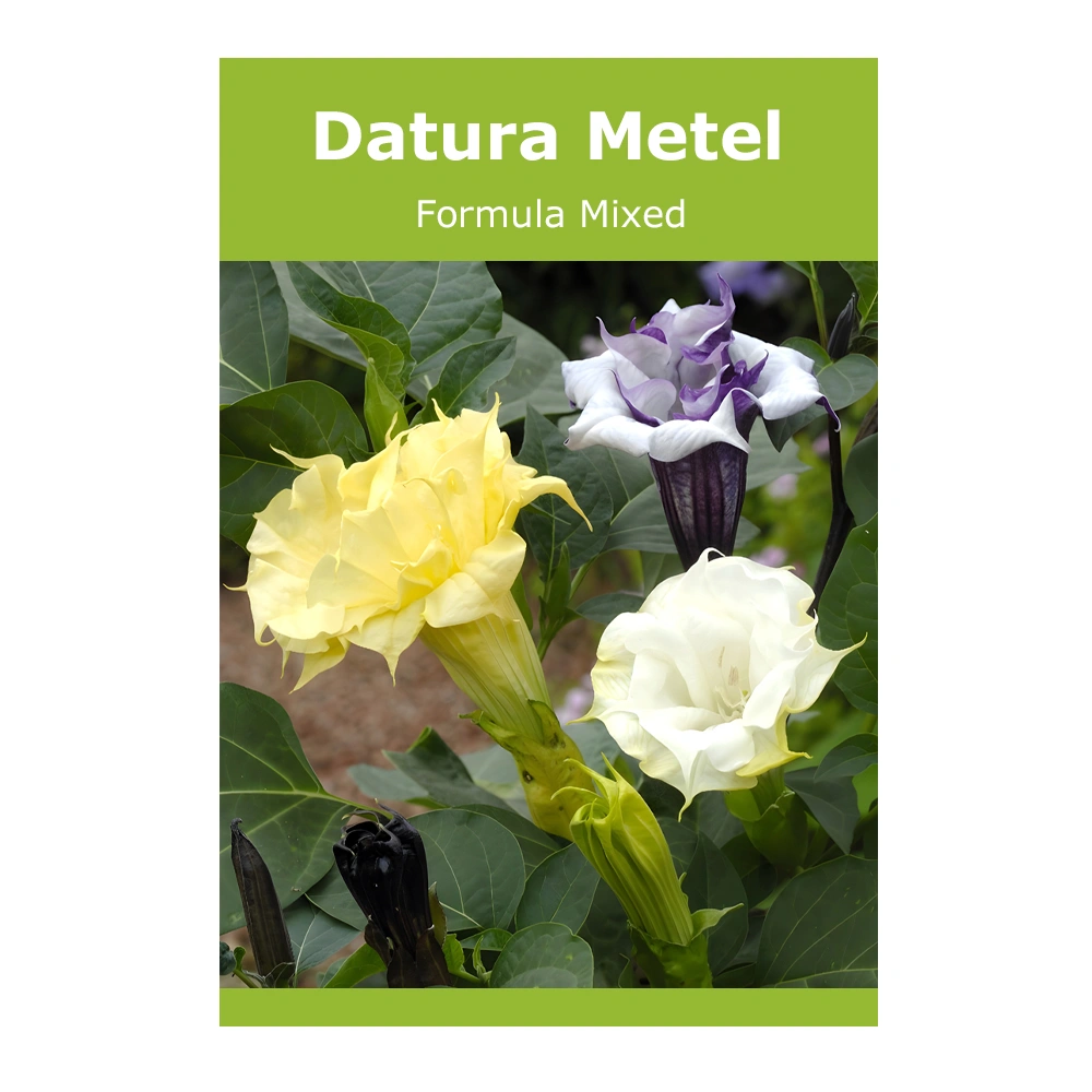 Datura Metel (Ballerina) Formula Mixed 1 Datura Metel (Ballerina) Formula Mixed