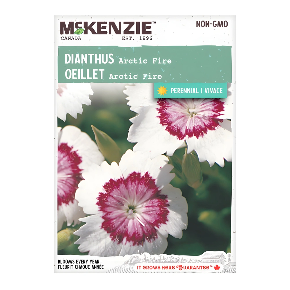 Dianthus Arctic Fire 1 Dianthus Arctic Fire