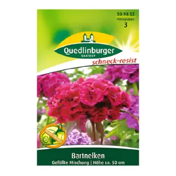 Dianthus Barbatus