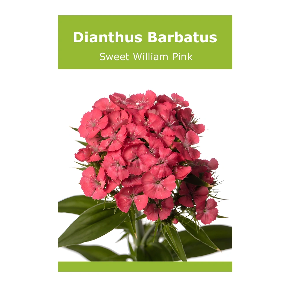 Dianthus Barbatus (Barbienne Salmon) Sweet William 1 Dianthus Barbatus (Barbienne Salmon) Sweet William