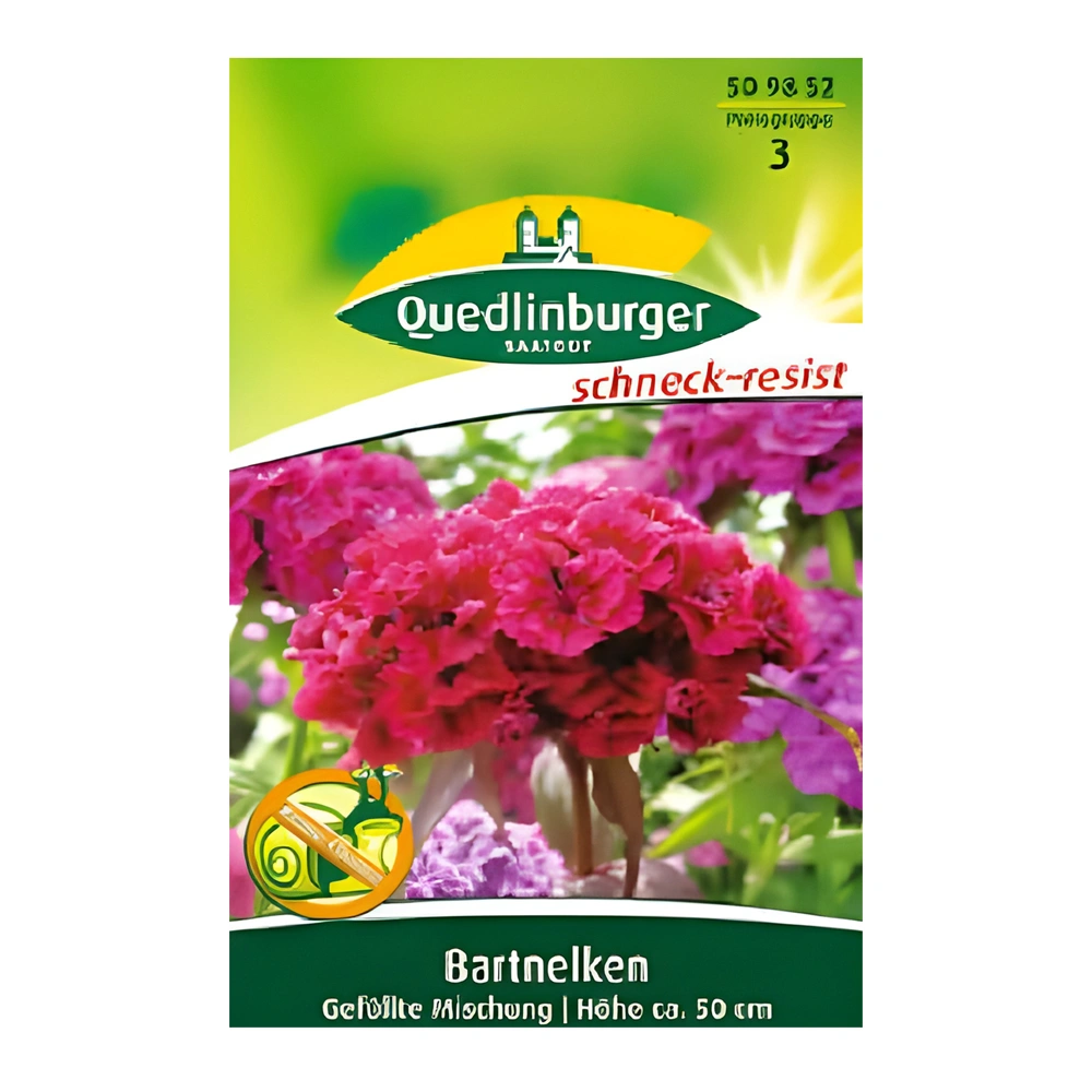 Dianthus Barbatus 1 Dianthus Barbatus
