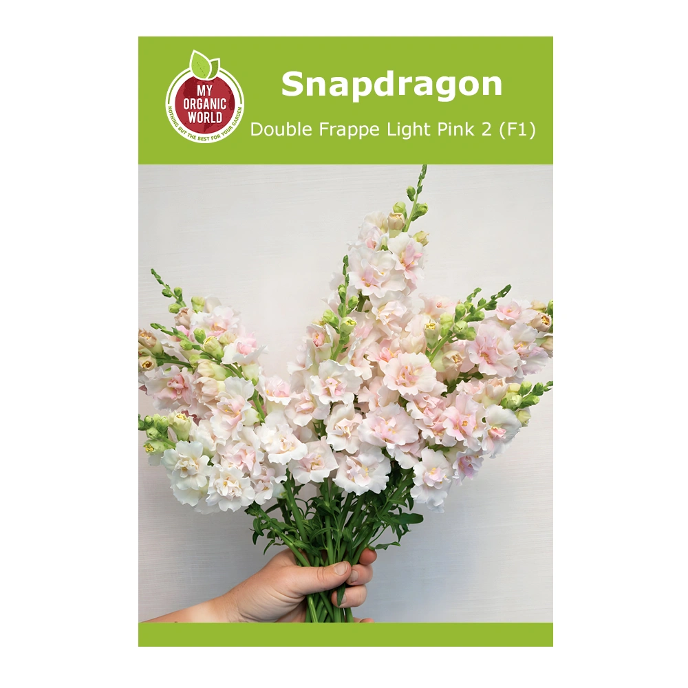 Double Frappe Light Pink 2 (F1) Snapdragon 1 Double Frappe Light Pink 2 (F1) Snapdragon