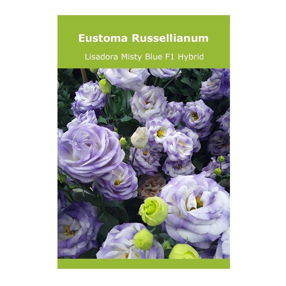 Eustoma Russellianum (Lisadora Misty Blue) F1 Hybrid 1 Eustoma Russellianum (Lisadora Misty Blue) F1 Hybrid