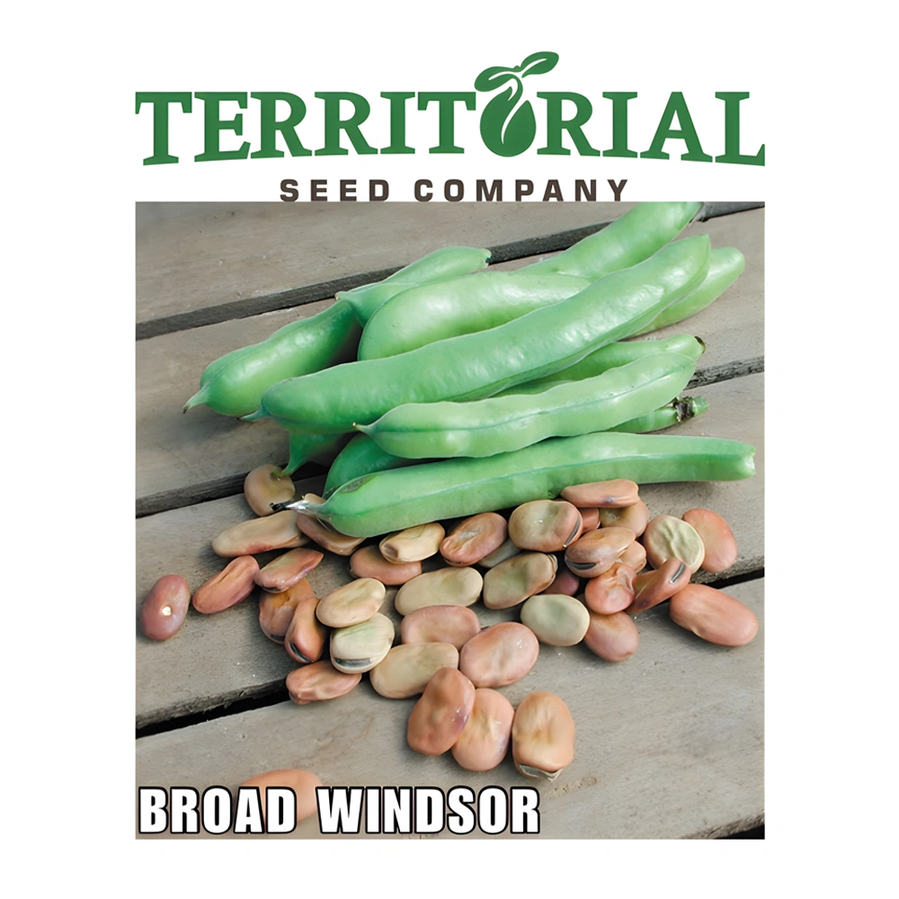 Fava Bean Broad Windsor