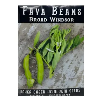 Fava Bean Broad Windsor