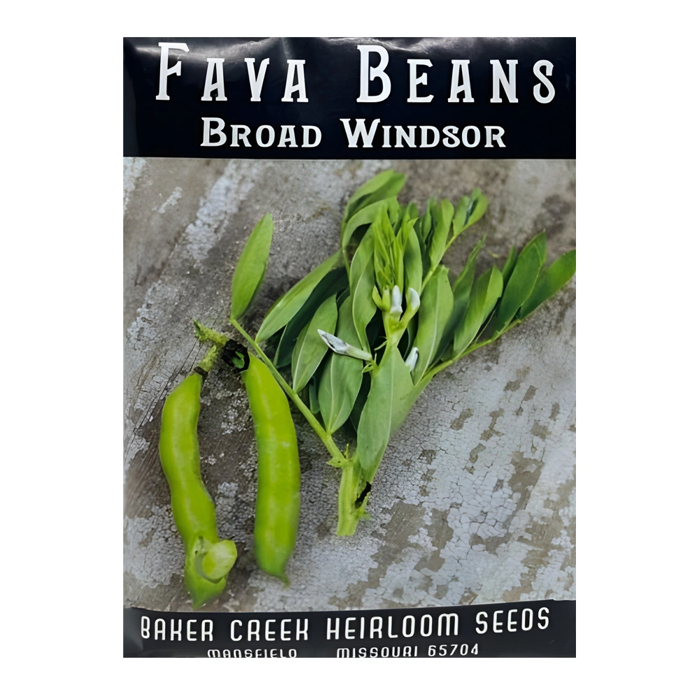 Fava Bean Broad Windsor