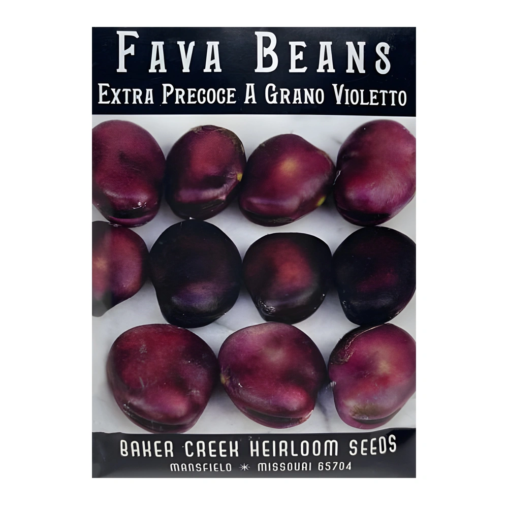 Fava Bean Extra Precoce A Grano Violetto 1 Fava Bean Extra Precoce A Grano Violetto