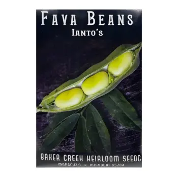 Fava Bean Ianto’s