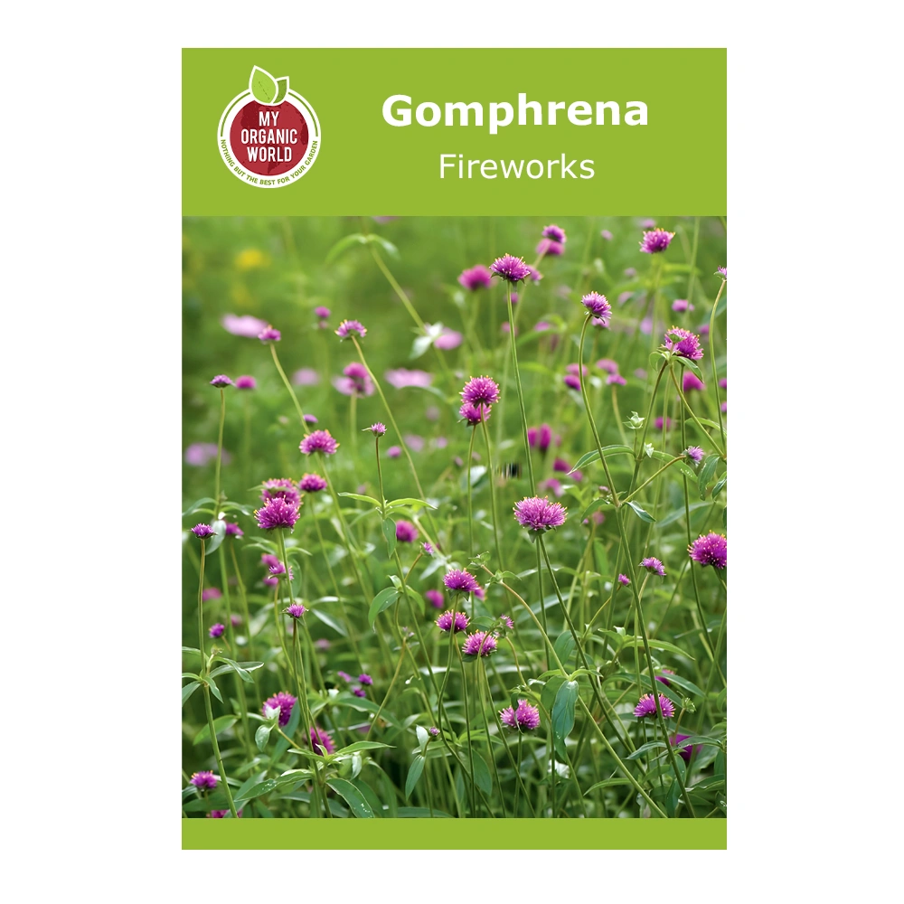 Gomphrena Fireworks