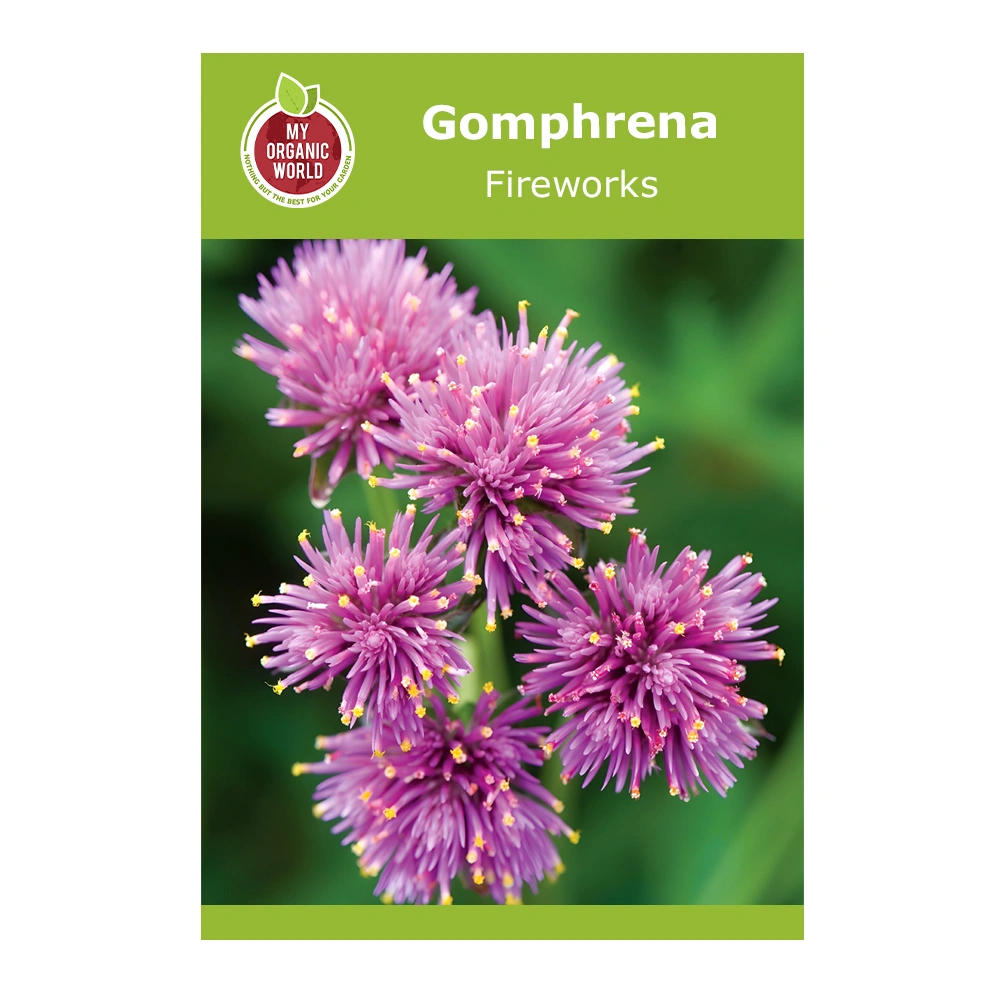 Gomphrena Fireworks 1 Gomphrena Fireworks