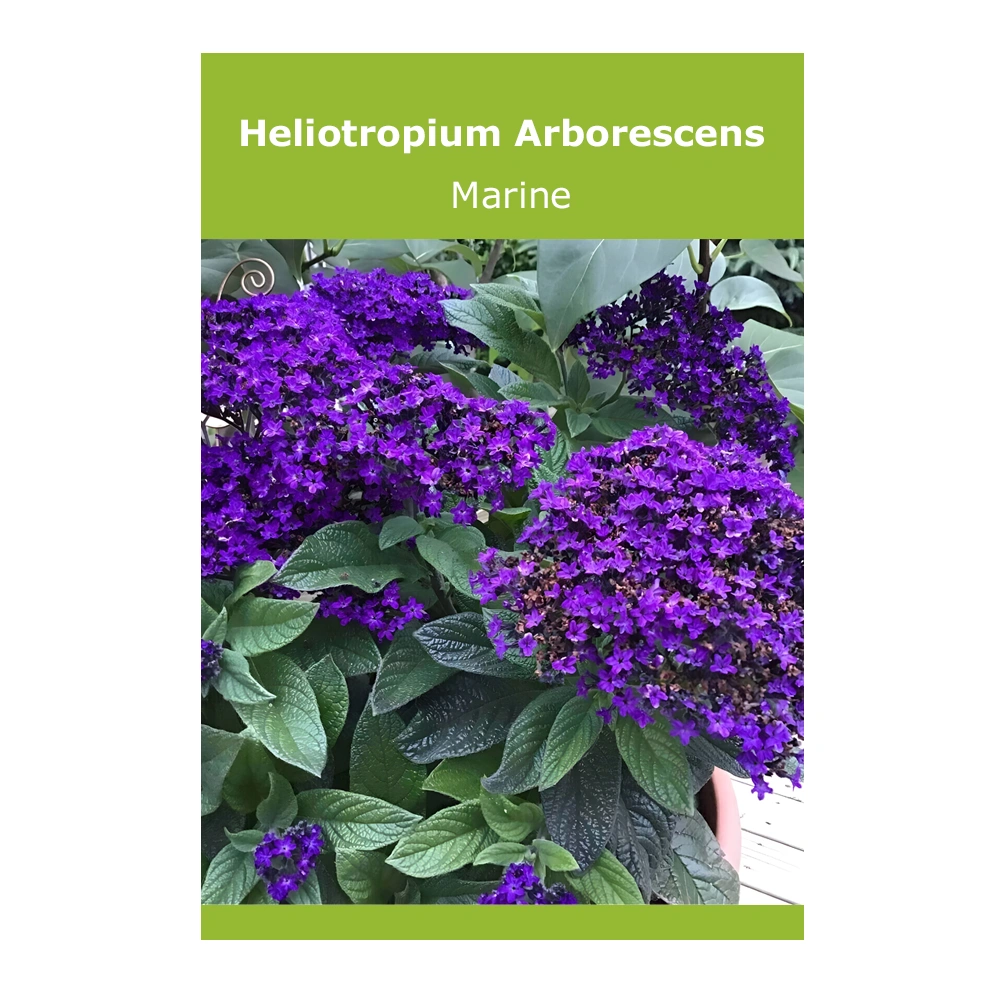 Heliotropium Arborescens (Marine) 1 Heliotropium Arborescens (Marine)