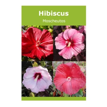 Hibiscus Moscheutos