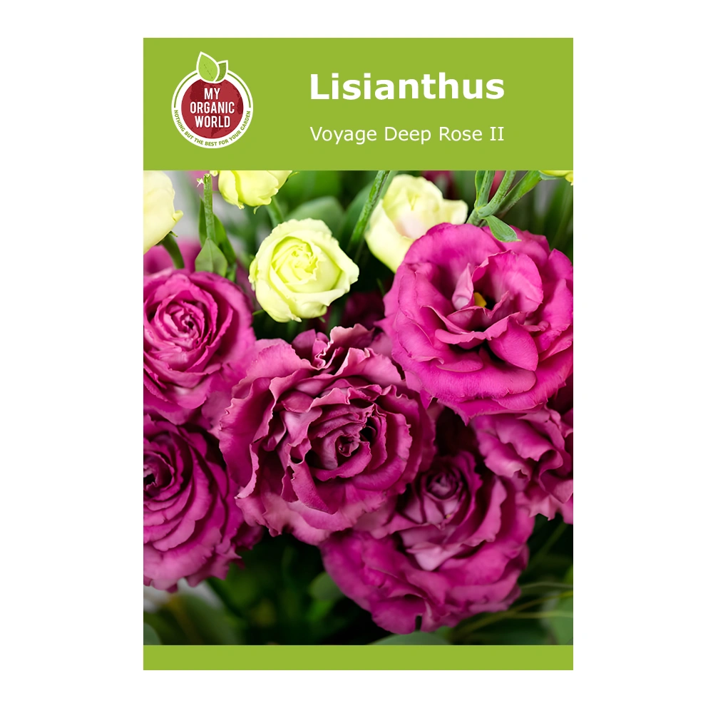 Lisianthus Voyage Deep Rose II 1 Lisianthus Voyage Deep Rose II