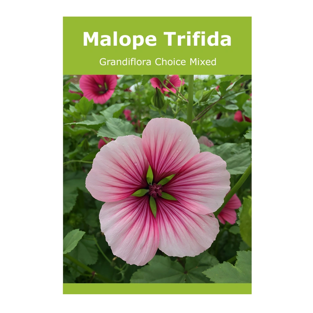 Malope Trifida (Grandiflora Choice Mixed)