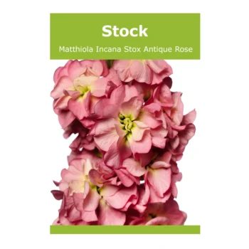 Matthiola Incana Stox Antique Rose Stock