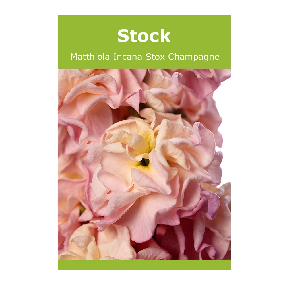 Matthiola Incana Stox Champagne Stock 1 Matthiola Incana Stox Champagne Stock