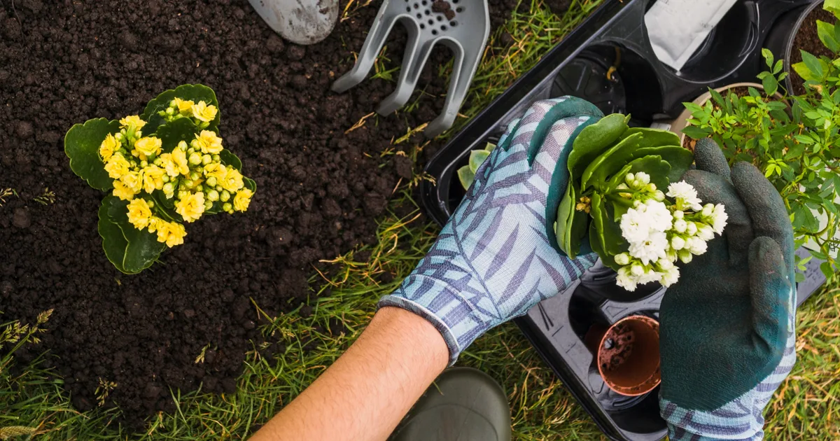 Organic Gardening in the GCC Approach to Homegrown Goodness