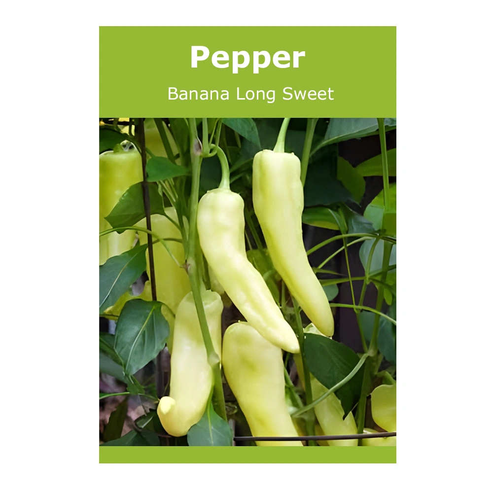 Pepper Banana Long Sweet 1 Pepper Banana Long Sweet