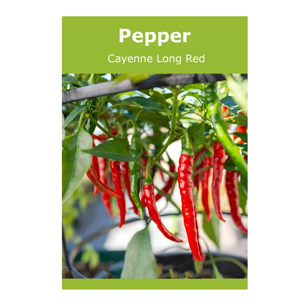 Pepper Cayenne Long Red