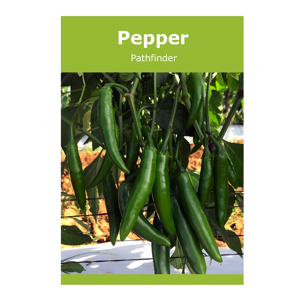 Pepper Pathfinder 1 Pepper Pathfinder
