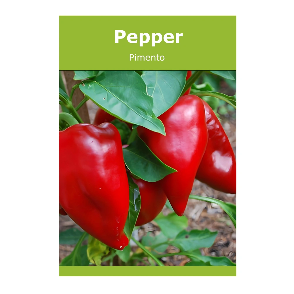 Pepper Pimento 1 Pepper Pimento