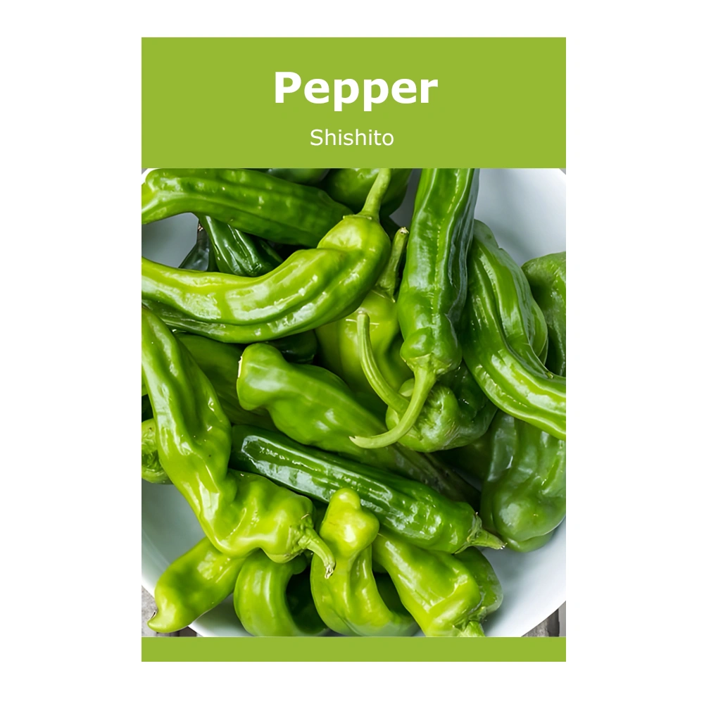 Pepper Shishito 1 Pepper Shishito