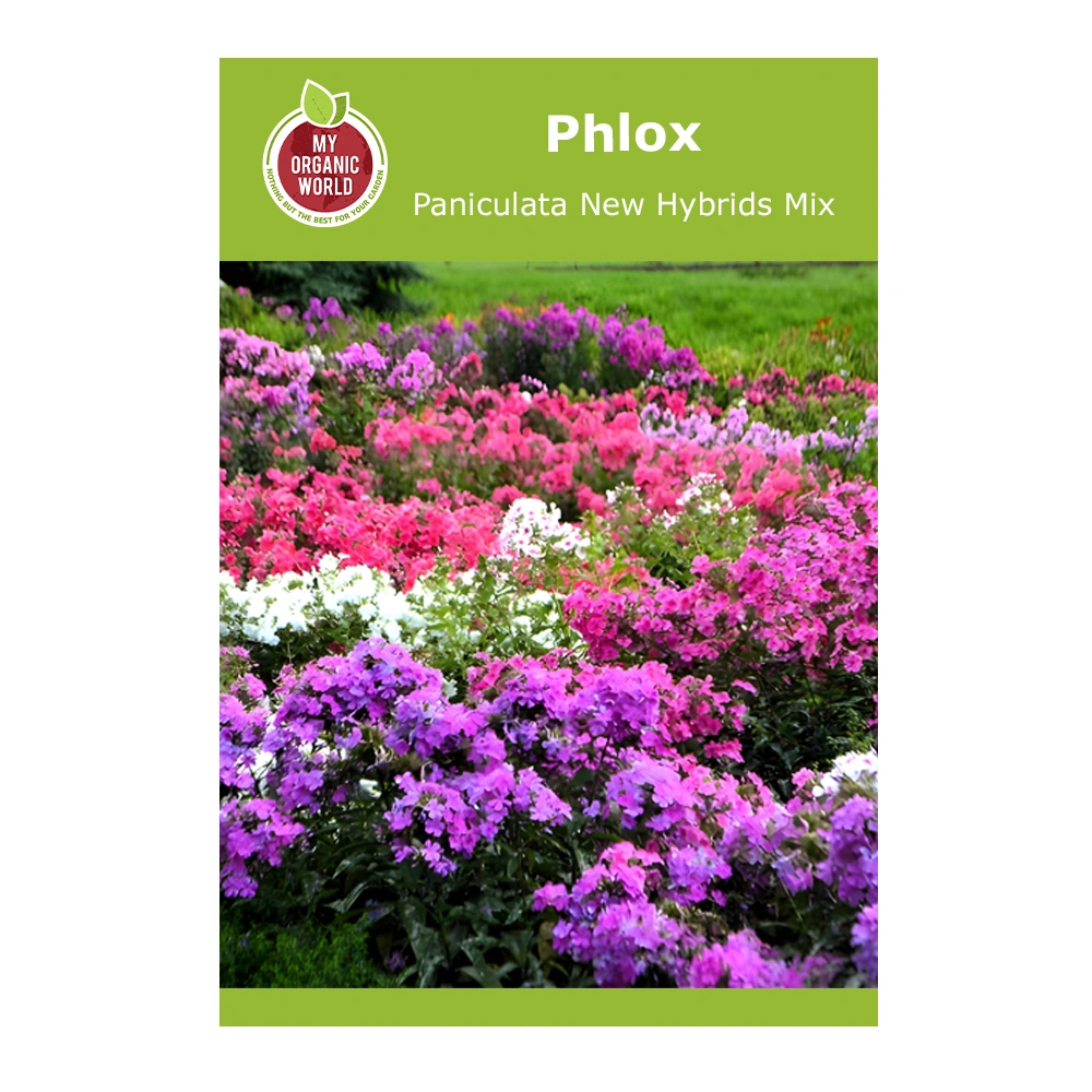 Phlox Paniculata New Hybrids Mix 1 Phlox Paniculata New Hybrids Mix