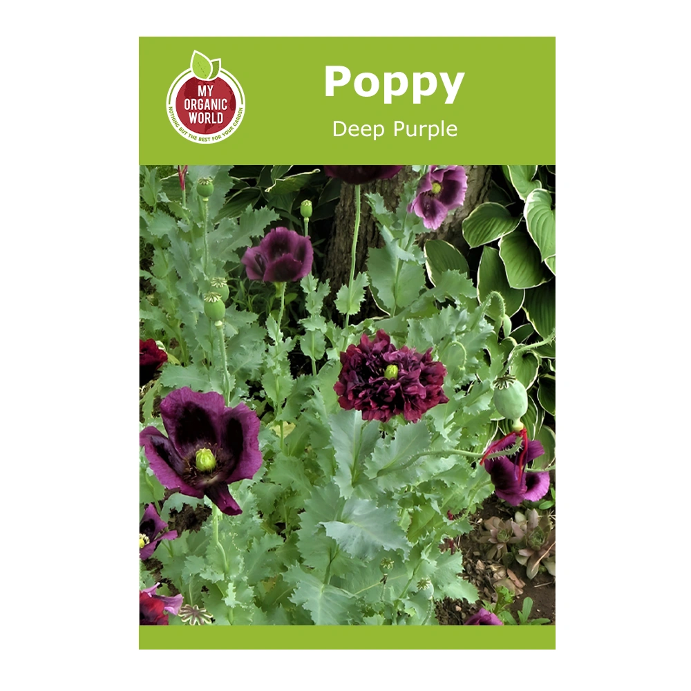 Poppy Deep Purple