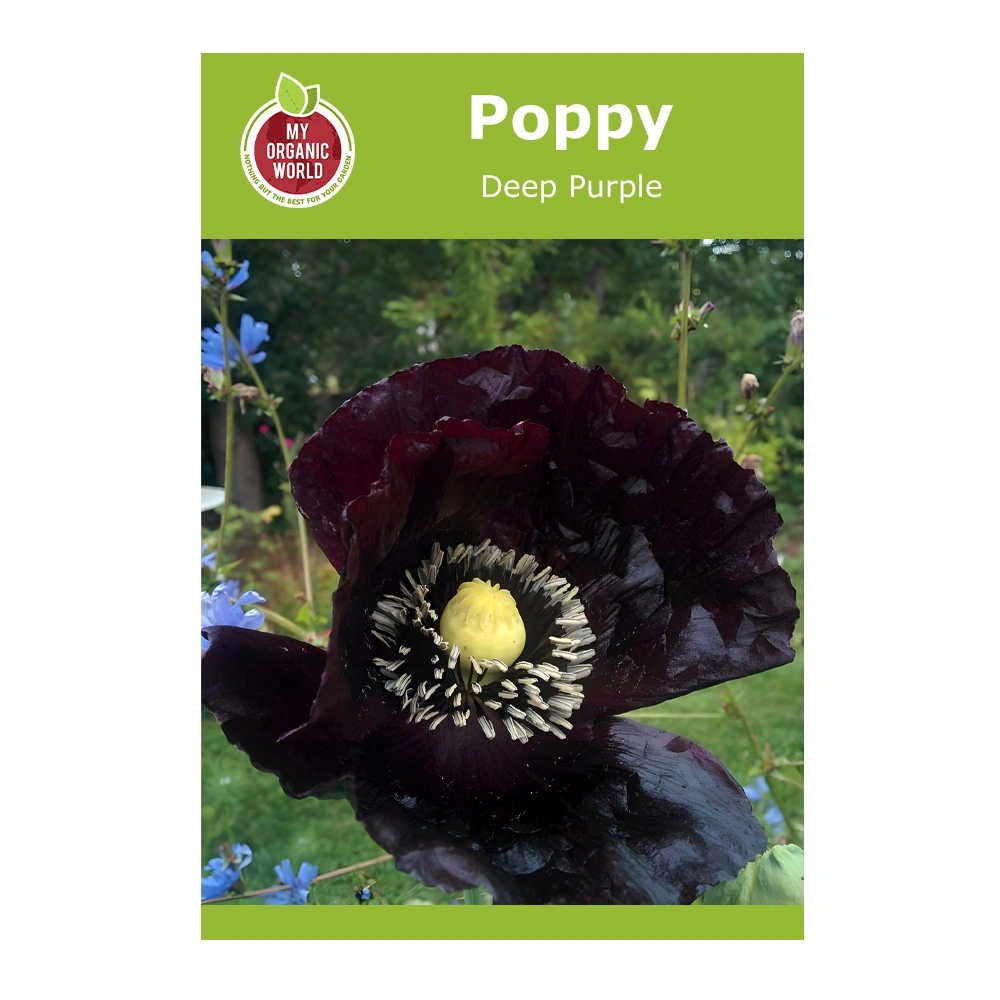 Poppy Deep Purple 1 Poppy Deep Purple