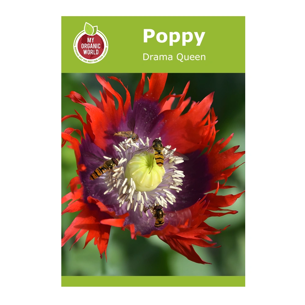 Poppy Drama Queen 1 Poppy Drama Queen