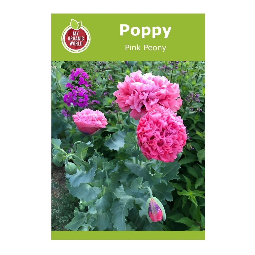 Poppy Pink Peony